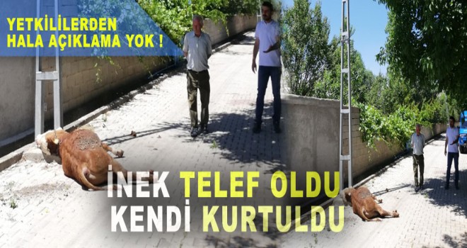 İNEK TELEF OLDU KENDİ KURTULDU