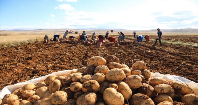 Malatyada yerli tohum patates hasadı