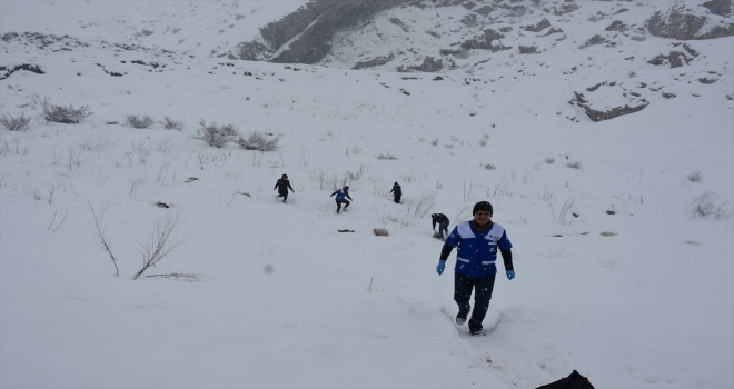 Hakkaride sokak hayvanlarına yiyecek bırakıldı