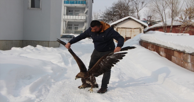 Bingölde yaralı kartal tedavi edildi