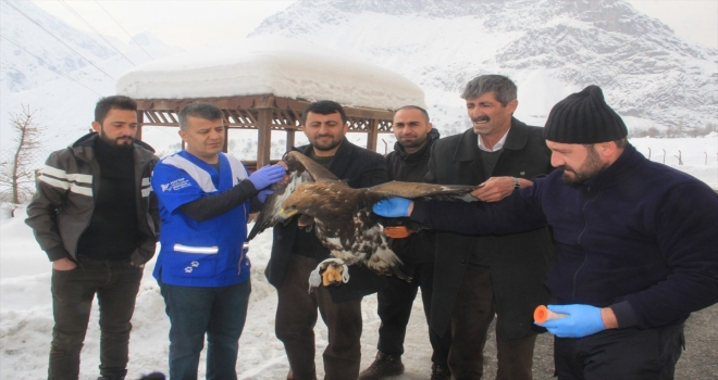 Hakkaride yaralı kartal tedaviye alındı