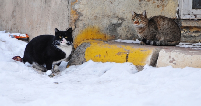Doğu Anadoluda kar yağışı ve soğuk hava