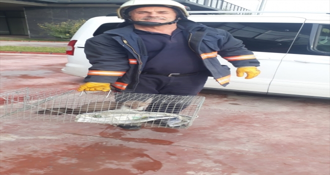 Malatyada fabrikaya giren sansar, itfaiye ekiplerince yakalandı