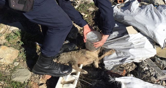 Kafası cam kavanoza sıkışan köpeği jandarma kurtardı