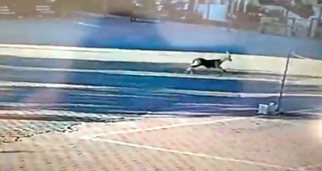 Elazığda dağ keçisi yavrusu okul bahçesinde görüntülendi