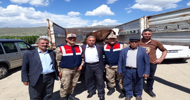 Vanda çalınan büyükbaş hayvanları jandarma buldu