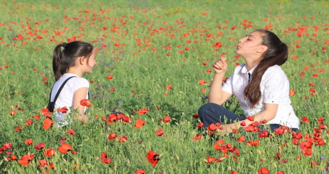 Van Gölü sahilinde gelincik güzelliği