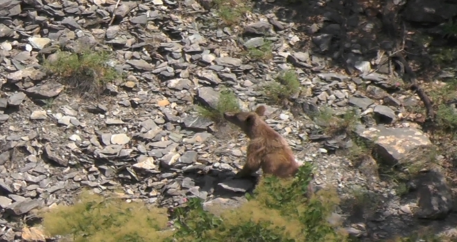 Tuncelide boz ayı ve dağ keçisi görüntülendi