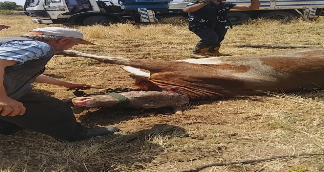 Elazığda kuyuya düşen inek kurtarıldı