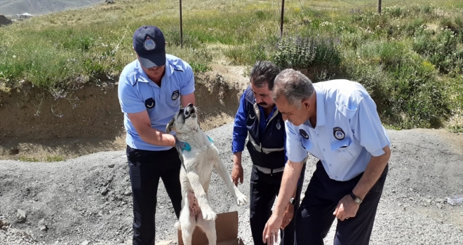 Yaralı köpek tedavi için Vana gönderildi