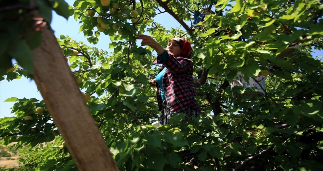 Malatyada kayısı ihracatı sevinci