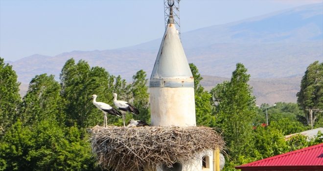 Şehrin minik simgeleri göç yollarının belirlenmesi için halkalandı