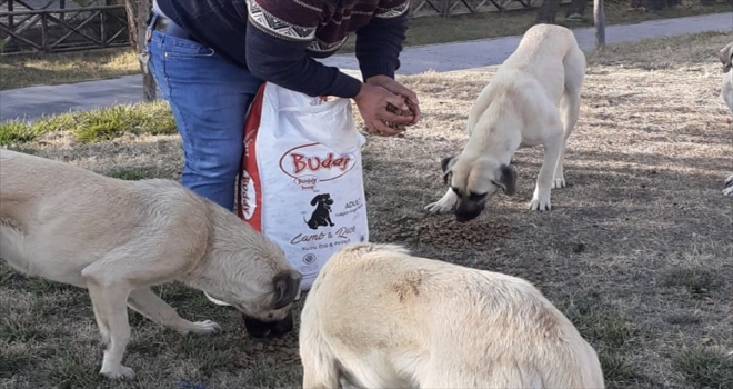 Erzincanda belediye görevlileri sokak hayvanları için doğaya yem bıraktı