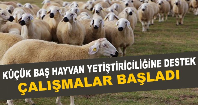 KÜÇÜK BAŞ HAYVAN YETİŞTİRİCİLİĞİNE DESTEK