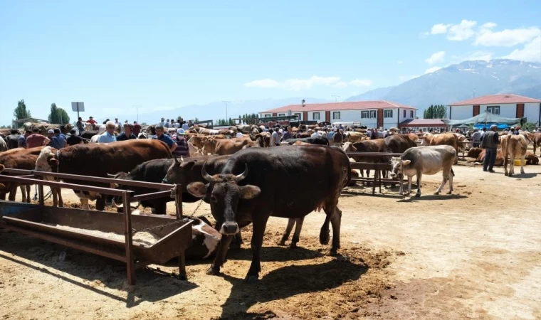 Kurbanlık alımlarında keneye dikkat