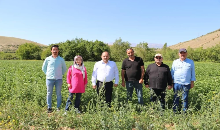 Patates ekim projesi başarılı