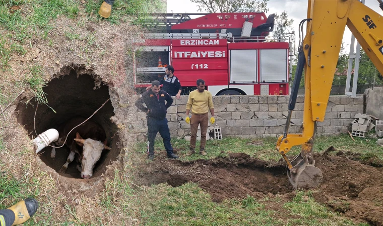 Çukura düşen inek kurtarıldı