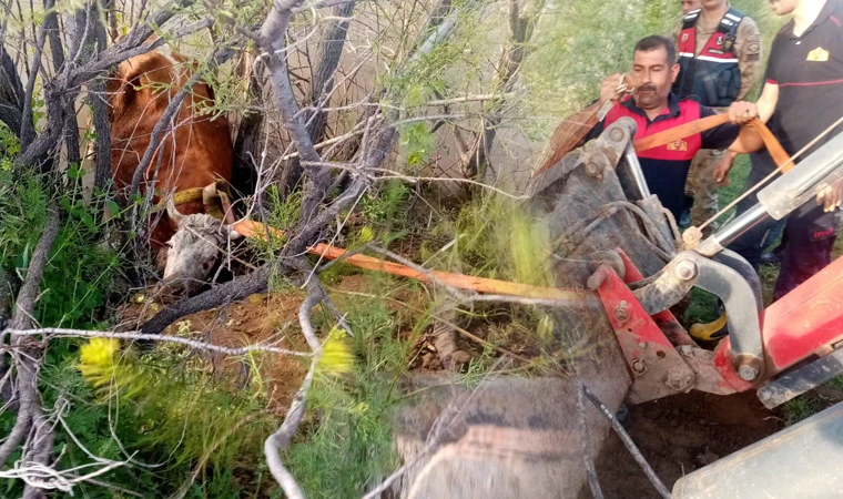 Fırat Nehri’ne Düşen Hayvan İtfaiye Ekipleri Tarafından Kurtarıldı