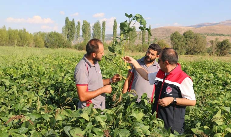 Erzincan’da soya fasulyesi yetiştirmeye başlandı