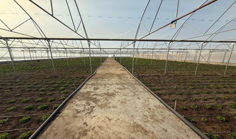 Doğu Anadolu’nun En Büyük Toplu Sera Bölgesinde Sona Yaklaşıldı