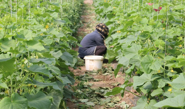 Erzincan’da Kadın Çiftçilere Sera Desteği: %50 Hibeyle Üretim Başlıyor