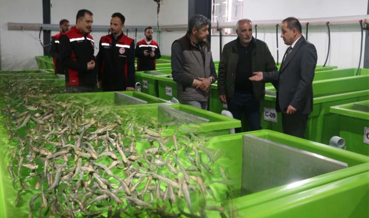 Erzincan’da Dev Alabalık Yatırımı: Üretim Başladı