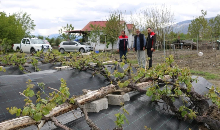 İl Müdürü Koçaker, Cimin Üzümü Üreticilerini Ziyaret Etti