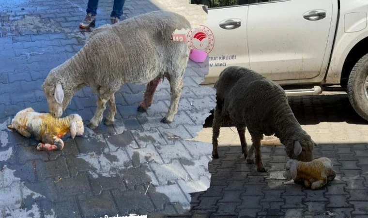 Veteriner Hekimlerin Başarılı Müdahalesi Anne ve Kuzuyu Kurtardı