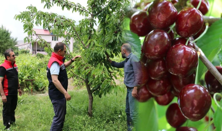Üzümlü'de Kiraz Hasadı Yüz Güldürüyor