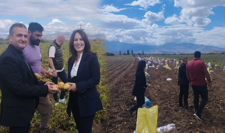 Tercan’da Kışlık Patates Hasadı Başladı