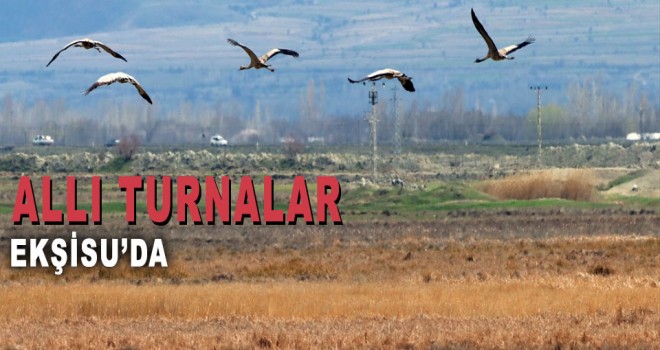 Türkülere ilham veren allı turnalar Anadoluyu mesken tuttu