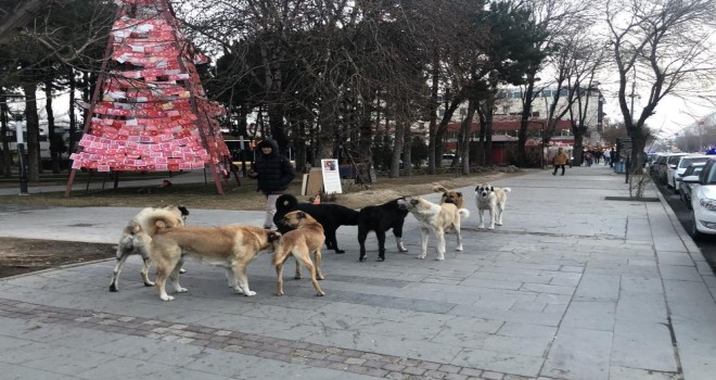 HAYVAN BARINAĞI HABERLERİNE BELEDİYEDEN AÇIKLAMA YAPILDI