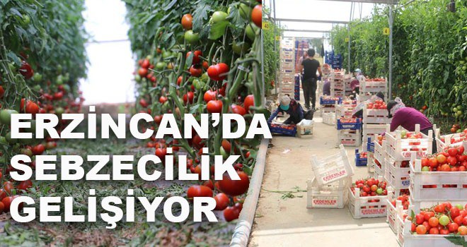 ERZİNCAN'DA SEBZECİLİK GELİŞİYOR