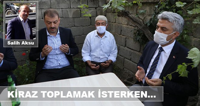 KİRAZ TOPLAMAK İSTERKEN...