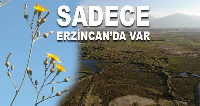 SADECE ERZİNCAN'DA VAR