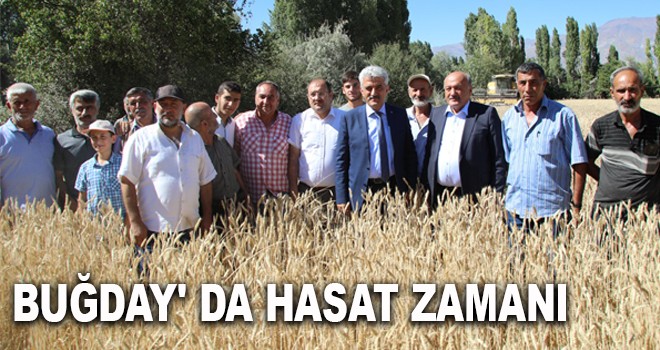 BUĞDAY' DA HASAT ZAMANI