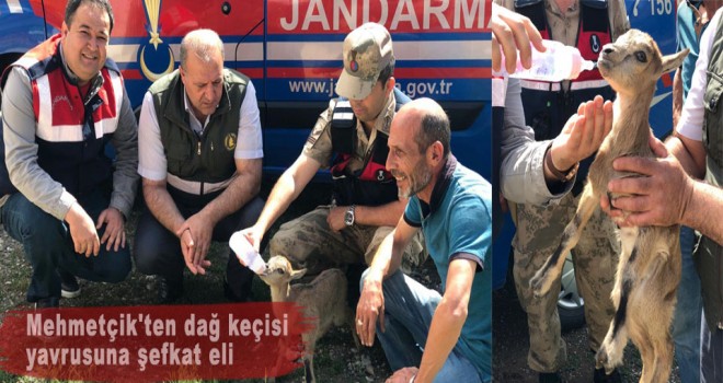 Mehmetçik'ten dağ keçisi yavrusuna şefkat eli
