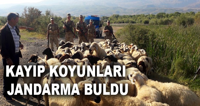KAYIP KOYUNLARI JANDARMA BULDU