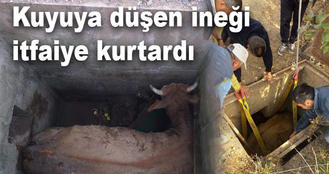 Kuyuya düşen ineği itfaiye kurtardı