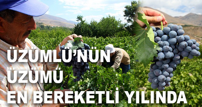 CİMİN ÜZÜMÜ BEREKETİ