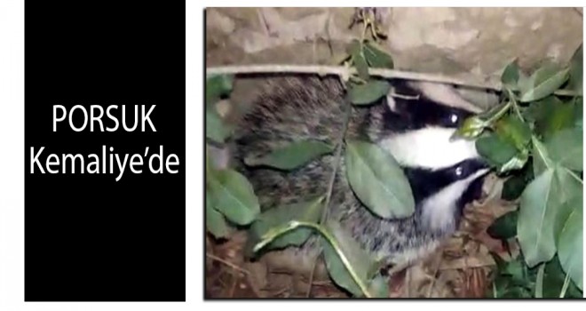 Nesli tükenme tehlikesi altındaki porsuk, Kemaliye'de Görüntülendi.