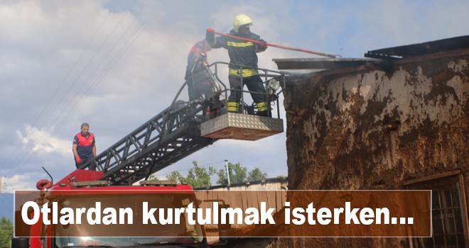 Otlardan kurtulmak isterken...