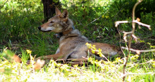 Kurtların geçiş noktasındaki kara yoluna yaban hayatı köprüsü