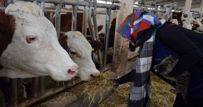 Besi sığırcılığı kursu kadınların gözdesi oldu