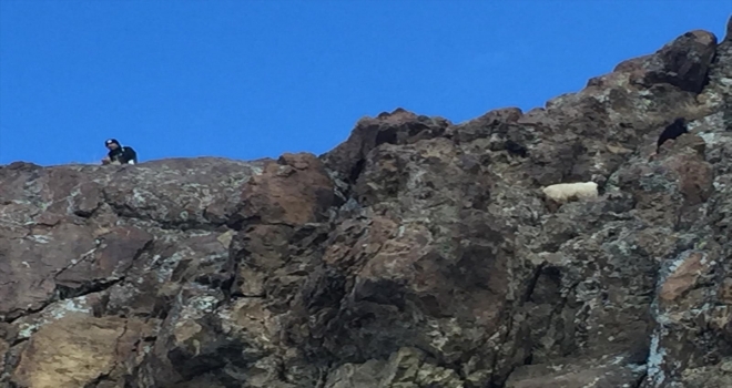 AFAD keçileri kurtardı