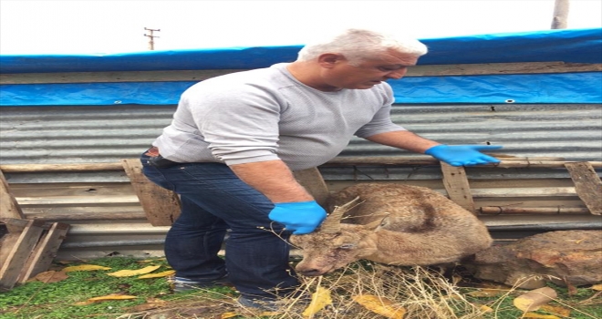 Dağ keçisine önce avcılar sonra köpekler saldırdı