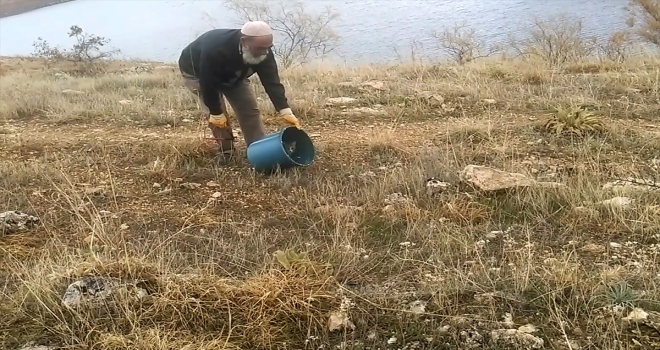 Hayvanlarını telef eden yaban kedisini doğaya bıraktı 