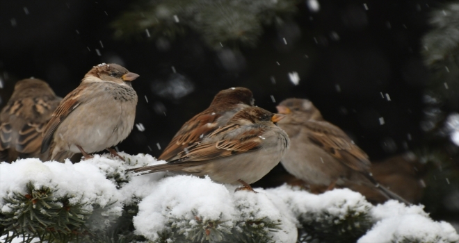 Barınaktaki köpek yavrularını da emziriyor