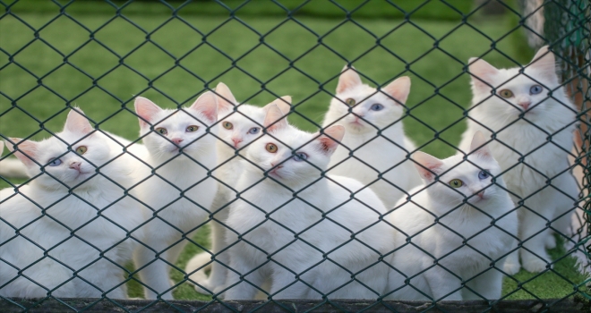 Van kedisi üreme oranında artış