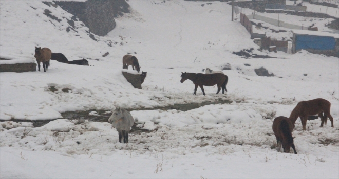 Doğada aç kalan atlara belediye ekipleri yem verdi